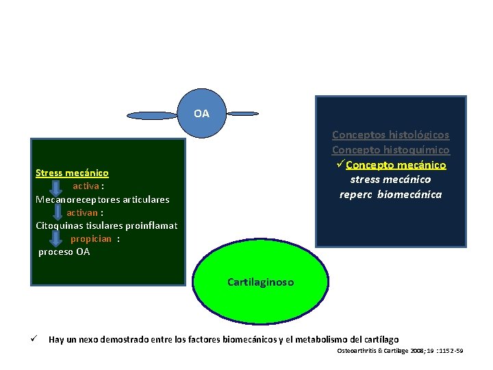 OA Conceptos histológicos Concepto histoquímico üConcepto mecánico stress mecánico reperc biomecánica Stress mecánico activa