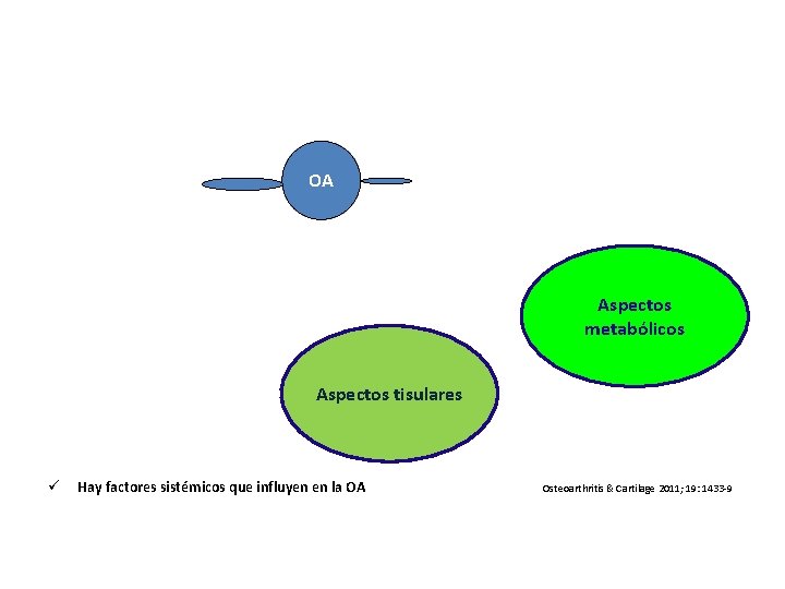OA Aspectos metabólicos Aspectos tisulares ü Hay factores sistémicos que influyen en la OA