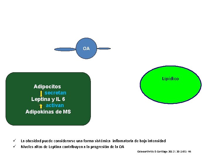 OA Lipídico Adipocitos secretan Leptina y IL 6 activan Adipokinas de MS ü ü