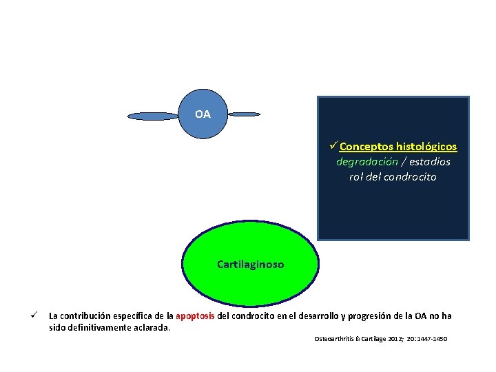 OA üConceptos histológicos degradación / estadios rol del condrocito Cartilaginoso ü La contribución específica