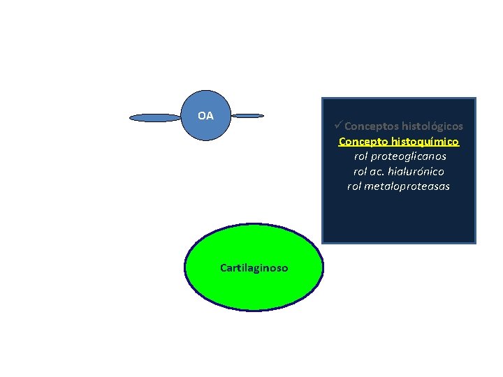 OA üConceptos histológicos Concepto histoquímico rol proteoglicanos rol ac. hialurónico rol metaloproteasas Cartilaginoso 