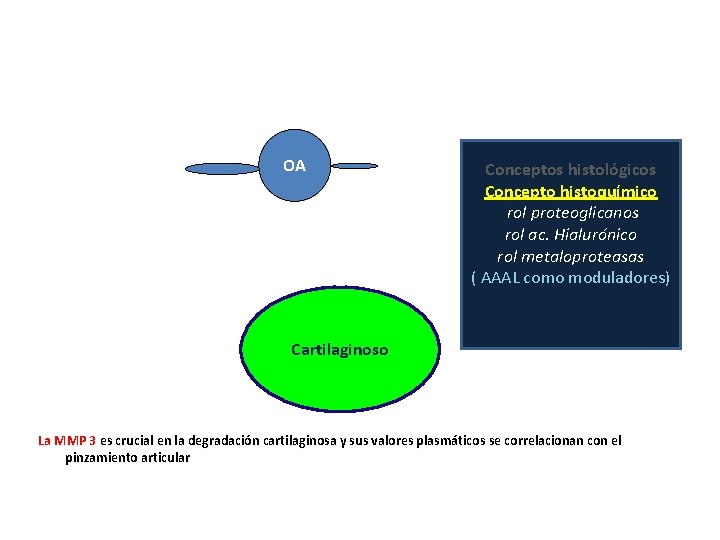 OA Conceptos histológicos Concepto histoquímico rol proteoglicanos rol ac. Hialurónico rol metaloproteasas ( AAAL