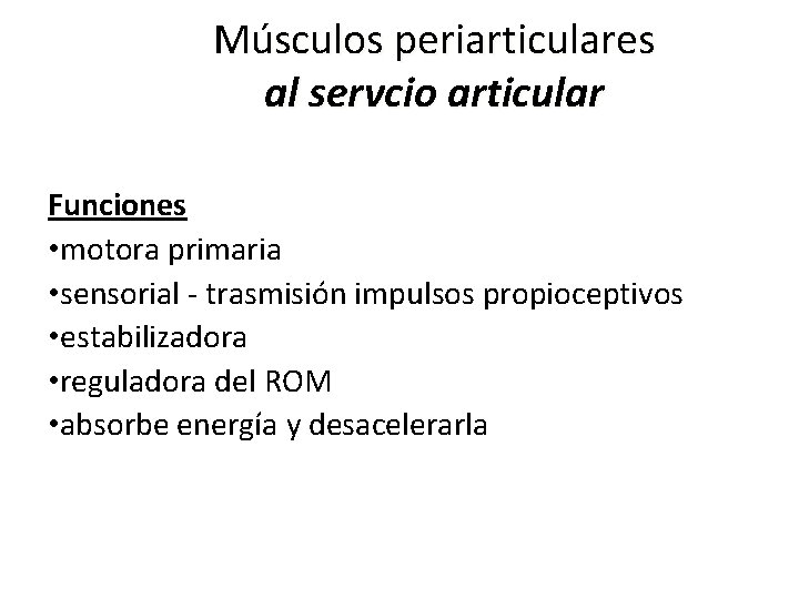 Músculos periarticulares al servcio articular Funciones • motora primaria • sensorial - trasmisión impulsos