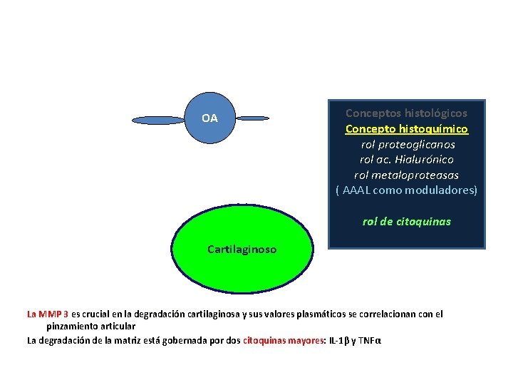 OA Conceptos histológicos Concepto histoquímico rol proteoglicanos rol ac. Hialurónico rol metaloproteasas ( AAAL