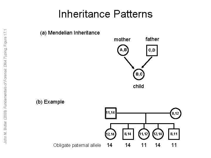 John M. Butler (2009) Fundamentals of Forensic DNA Typing, Figure 17. 1 Inheritance Patterns