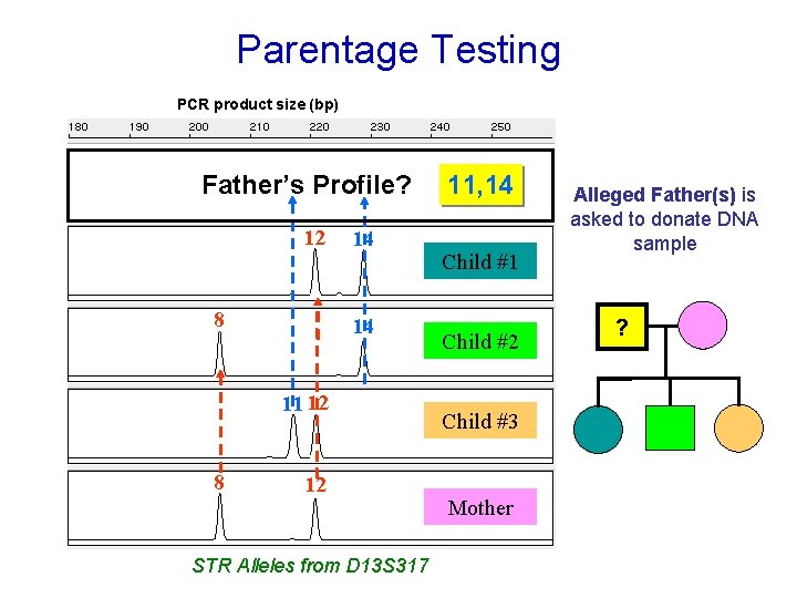 Parentage Testing PCR product size (bp) 11 14 Father’s Profile? 12 8 14 14