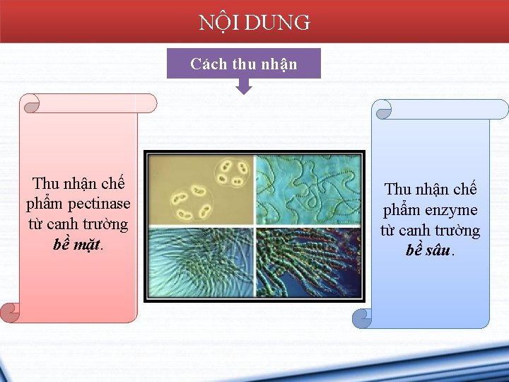 NỘI DUNG Cách thu nhận Thu nhận chế phẩm pectinase từ canh trường bề