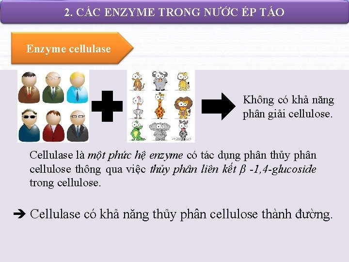 2. CÁC ENZYME TRONG NƯỚC ÉP TÁO Enzyme cellulase Cellulose là thành phần cơ