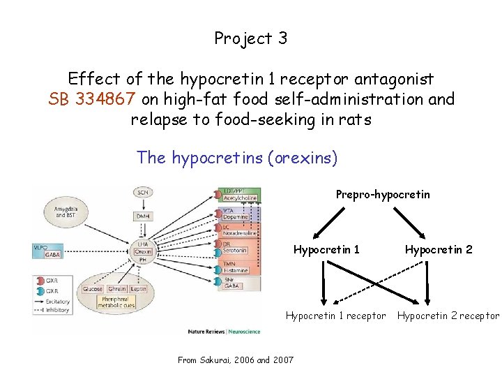 Project 3 Effect of the hypocretin 1 receptor antagonist SB 334867 on high-fat food
