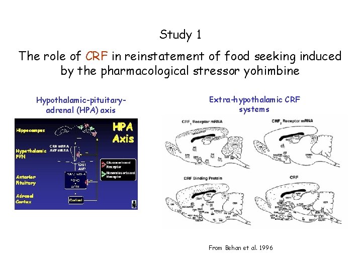 Study 1 The role of CRF in reinstatement of food seeking induced by the