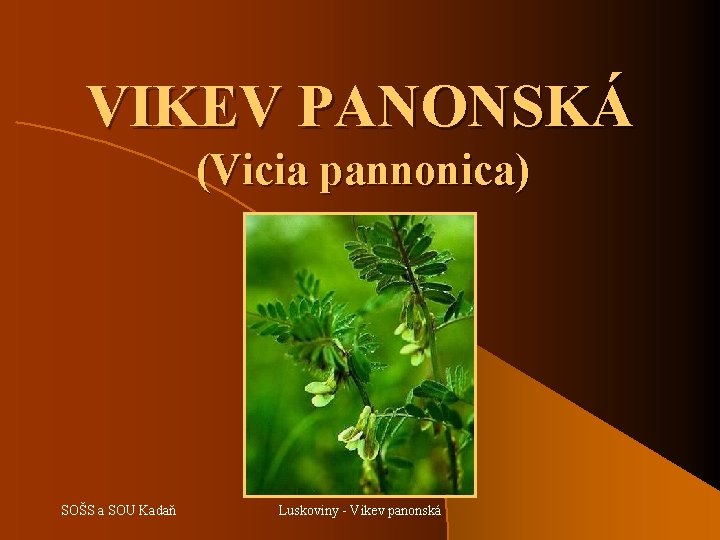 VIKEV PANONSKÁ (Vicia pannonica) SOŠS a SOU Kadaň Luskoviny - Vikev panonská 