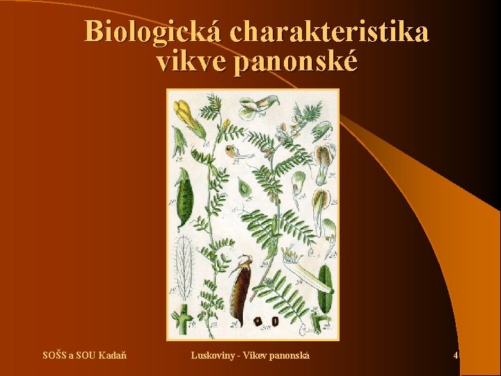 Biologická charakteristika vikve panonské SOŠS a SOU Kadaň Luskoviny - Vikev panonská 4 