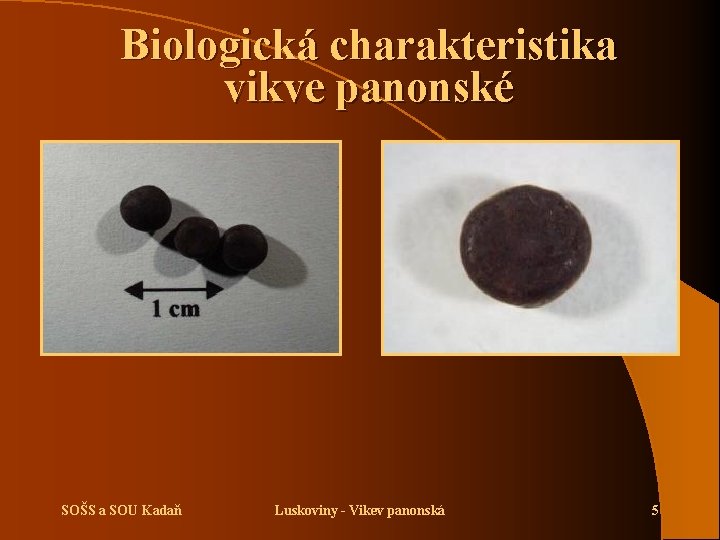 Biologická charakteristika vikve panonské SOŠS a SOU Kadaň Luskoviny - Vikev panonská 5 