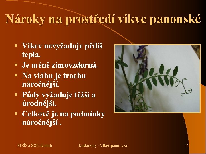 Nároky na prostředí vikve panonské § Vikev nevyžaduje příliš tepla. § Je méně zimovzdorná.