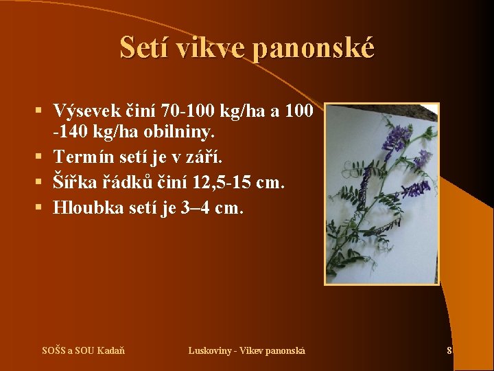 Setí vikve panonské § Výsevek činí 70 -100 kg/ha a 100 -140 kg/ha obilniny.