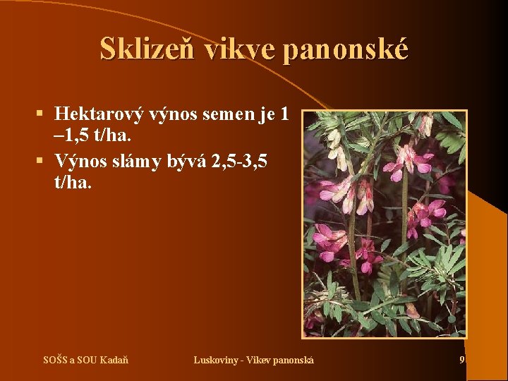 Sklizeň vikve panonské § Hektarový výnos semen je 1 – 1, 5 t/ha. §