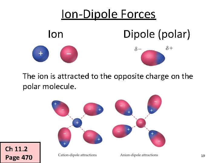 Ion-Dipole Forces Ion Dipole (polar) The ion is attracted to the opposite charge on