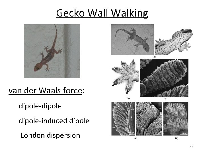 Gecko Wall Walking van der Waals force: dipole-dipole-induced dipole London dispersion 29 