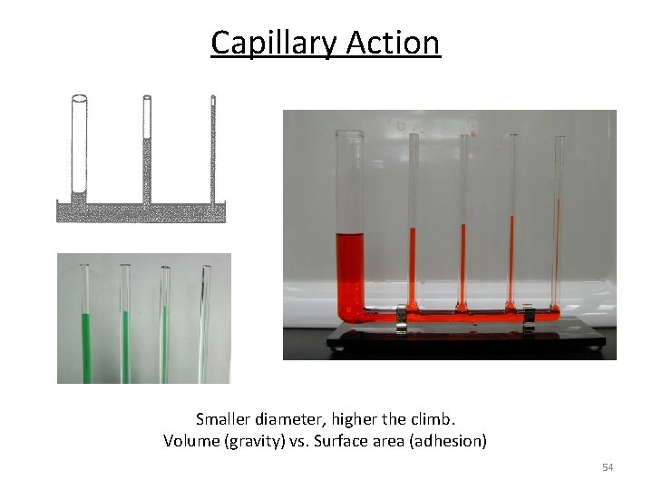 Capillary Action Smaller diameter, higher the climb. Volume (gravity) vs. Surface area (adhesion) 54