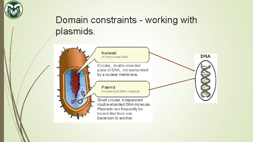 Domain constraints - working with plasmids. 