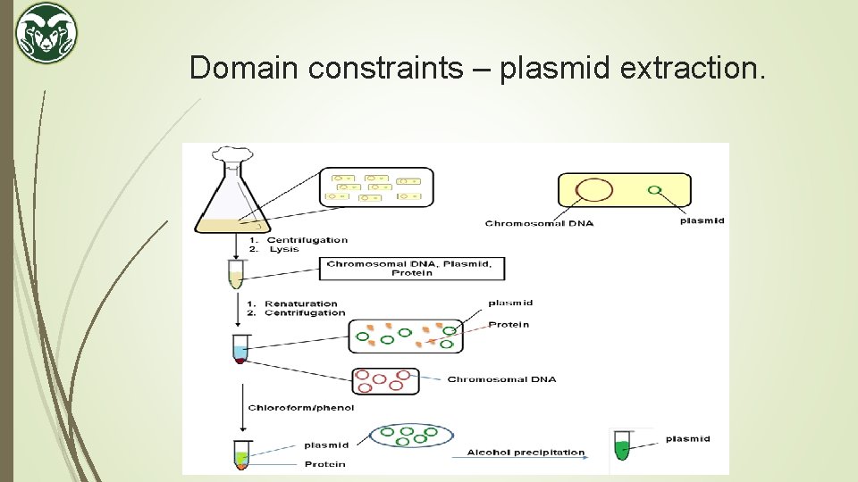 Domain constraints – plasmid extraction. 