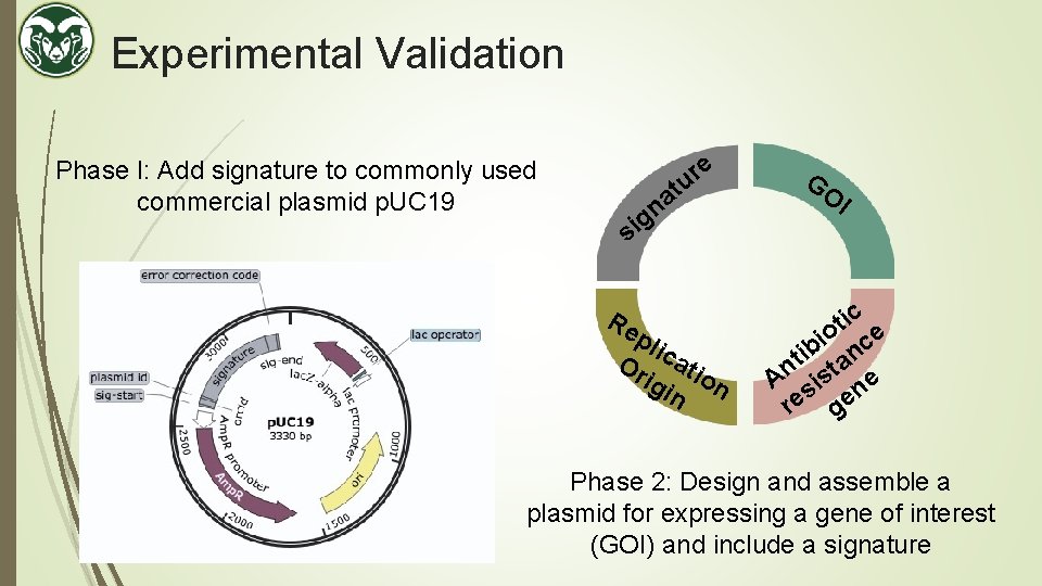 Experimental Validation Phase I: Add signature to commonly used commercial plasmid p. UC 19