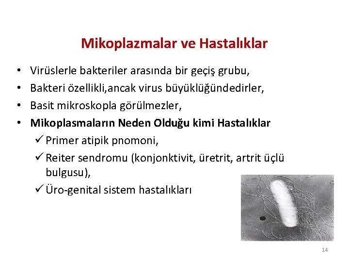 Mikoplazmalar ve Hastalıklar • • Virüslerle bakteriler arasında bir geçiş grubu, Bakteri özellikli, ancak