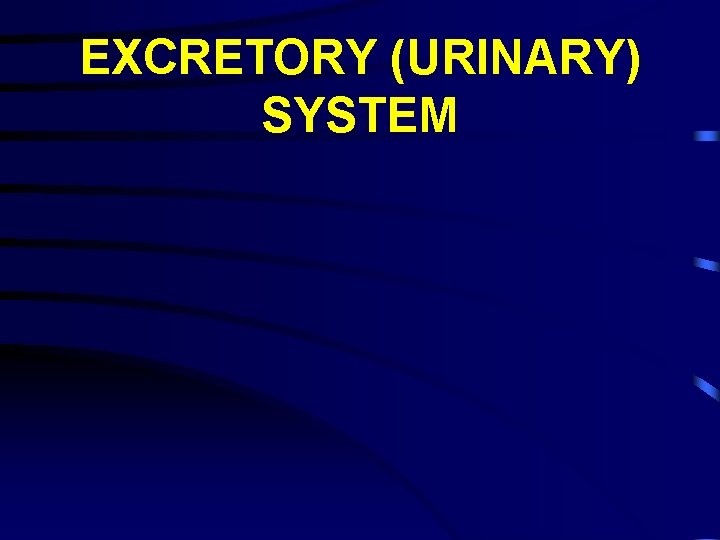 EXCRETORY (URINARY) SYSTEM 
