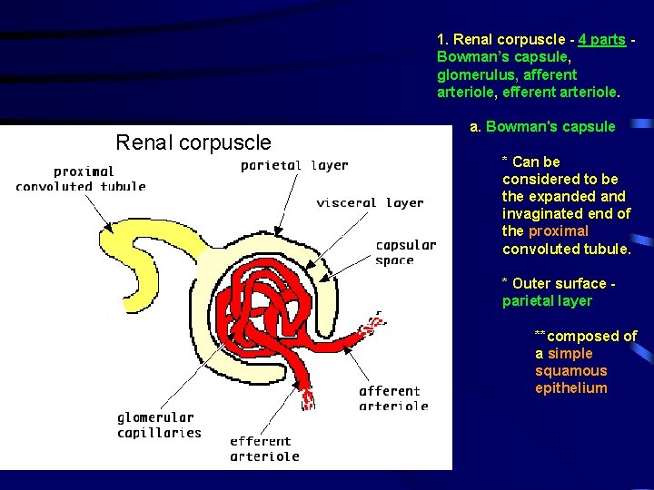 1. Renal corpuscle - 4 parts Bowman’s capsule, glomerulus, afferent arteriole, efferent arteriole. Renal