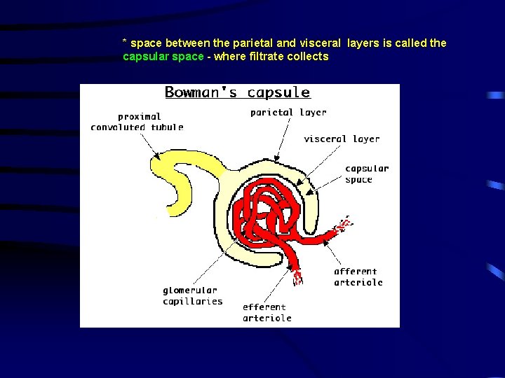 * space between the parietal and visceral layers is called the capsular space -
