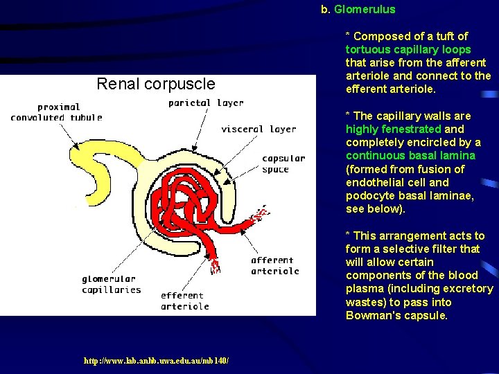 b. Glomerulus Renal corpuscle * Composed of a tuft of tortuous capillary loops that