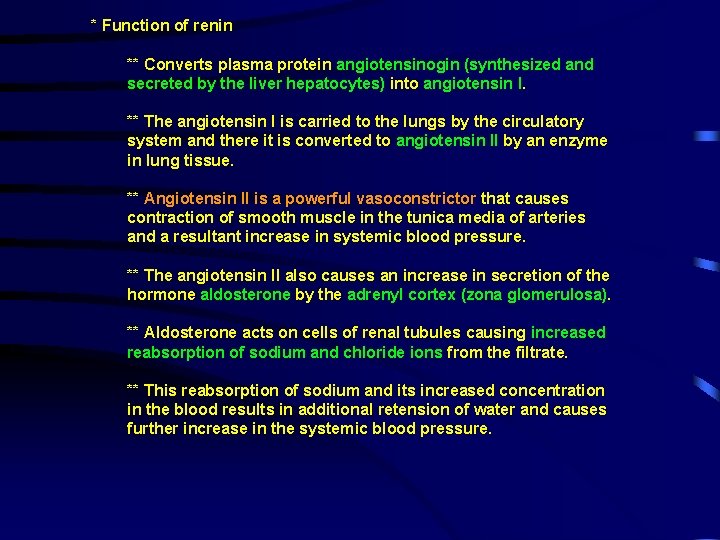 * Function of renin ** Converts plasma protein angiotensinogin (synthesized and secreted by the