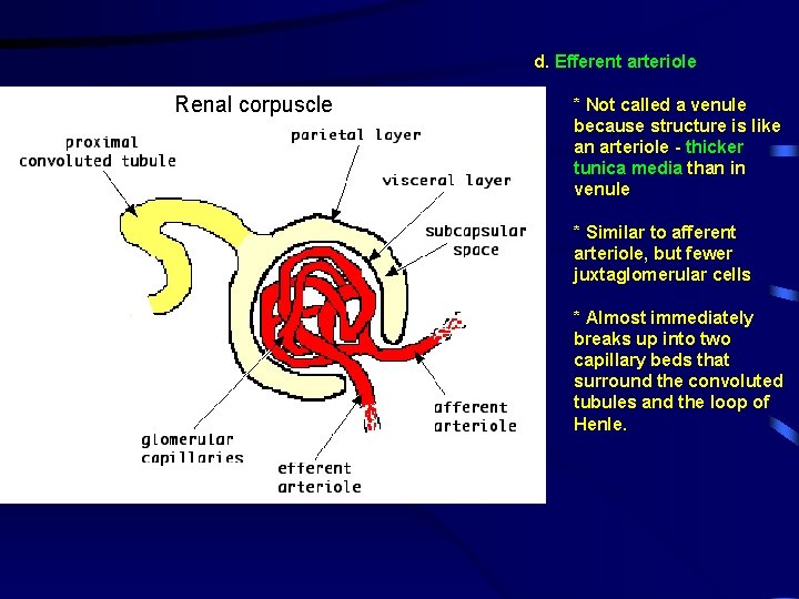 d. Efferent arteriole Renal corpuscle * Not called a venule because structure is like