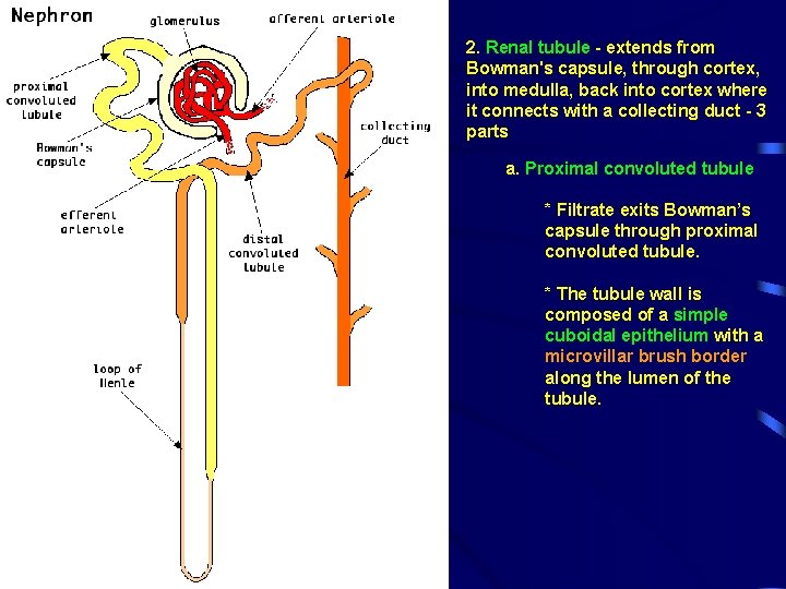 2. Renal tubule - extends from Bowman's capsule, through cortex, into medulla, back into