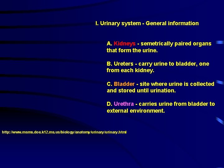 I. Urinary system - General information A. Kidneys - semetrically paired organs that form