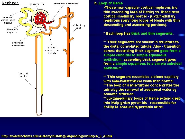 b. Loop of Henle • Those near capsule- cortical nephrons (no thin ascending loop