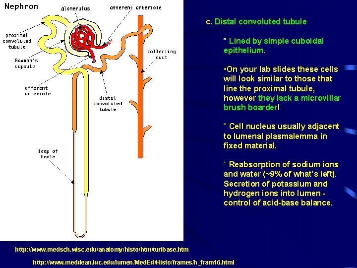 c. Distal convoluted tubule * Lined by simple cuboidal epithelium. • On your lab