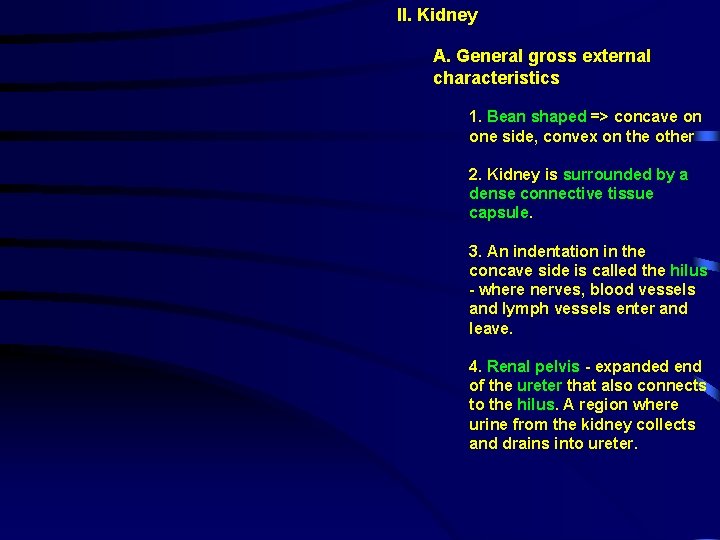 II. Kidney A. General gross external characteristics 1. Bean shaped => concave on one