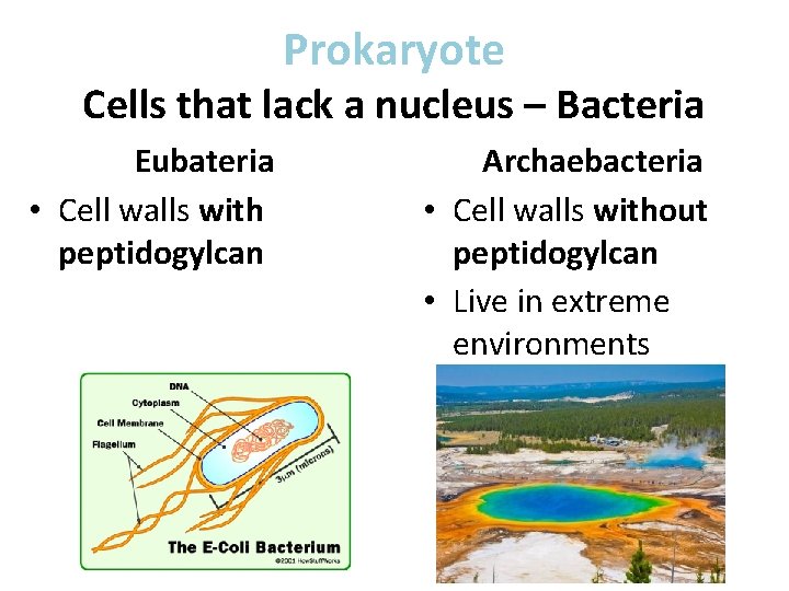 Prokaryote Cells that lack a nucleus – Bacteria Eubateria • Cell walls with peptidogylcan