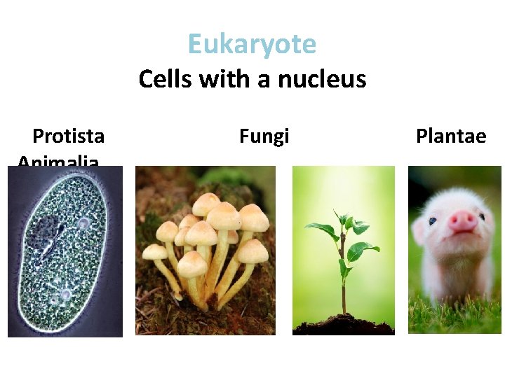 Eukaryote Cells with a nucleus Protista Animalia Fungi Plantae 