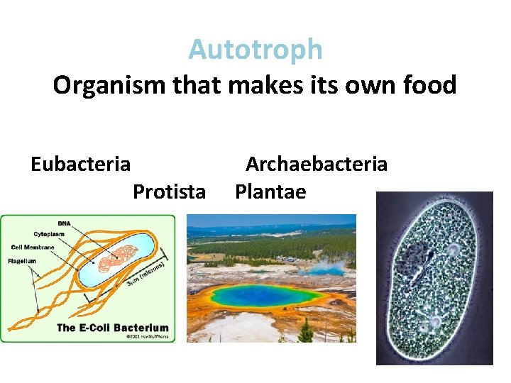 Autotroph Organism that makes its own food Eubacteria Protista Archaebacteria Plantae 