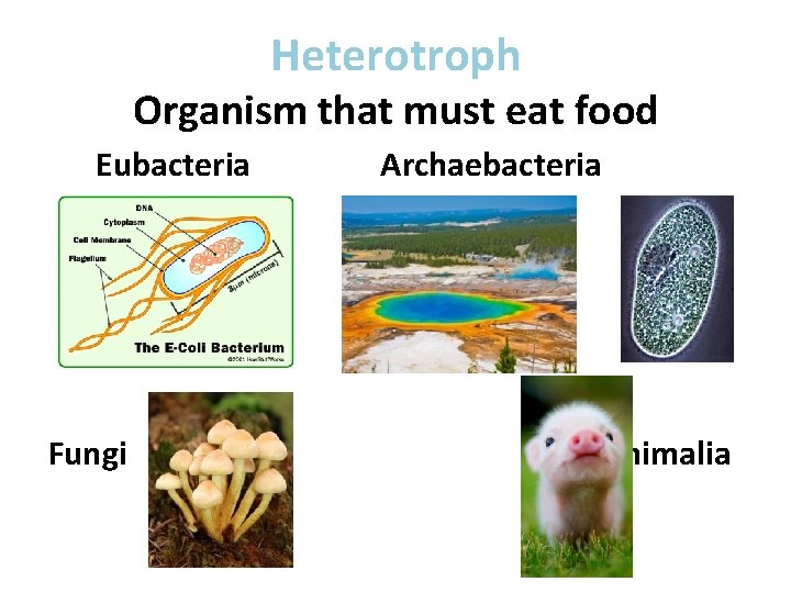 Heterotroph Organism that must eat food Eubacteria Protista Fungi Archaebacteria Animalia 