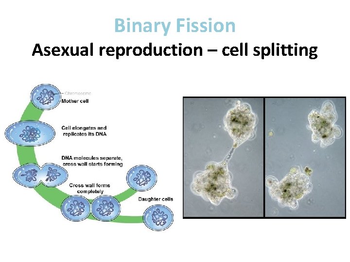 Binary Fission Asexual reproduction – cell splitting 
