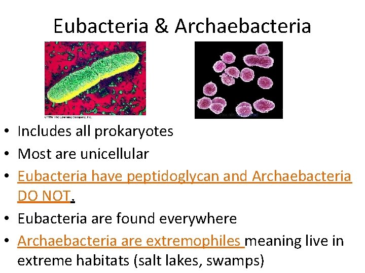 Eubacteria & Archaebacteria • Includes all prokaryotes • Most are unicellular • Eubacteria have