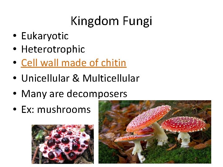 Kingdom Fungi • • • Eukaryotic Heterotrophic Cell wall made of chitin Unicellular &