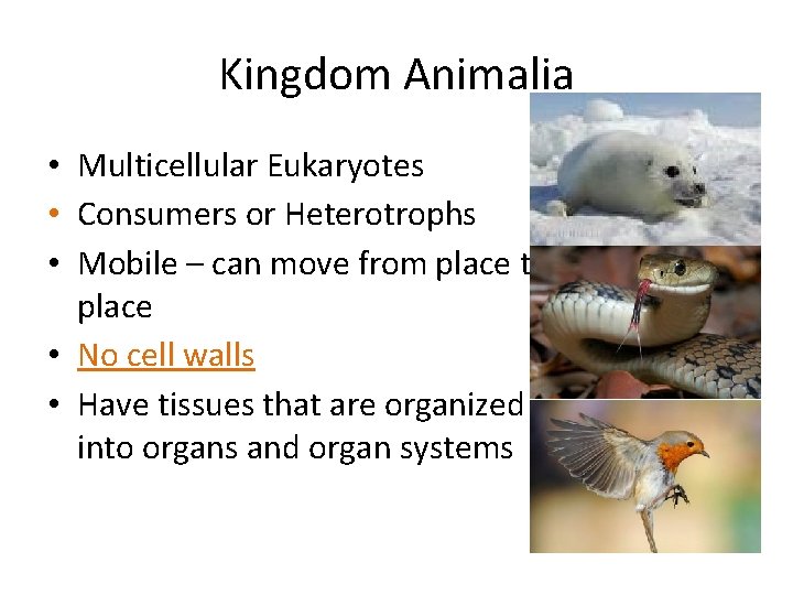 Kingdom Animalia • Multicellular Eukaryotes • Consumers or Heterotrophs • Mobile – can move