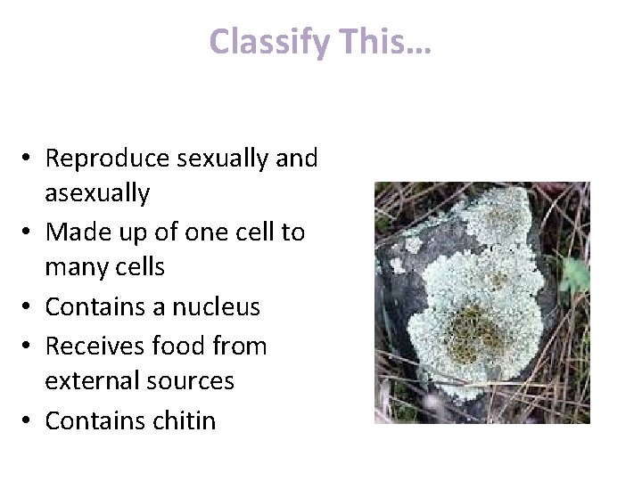 Classify This… • Reproduce sexually and asexually • Made up of one cell to