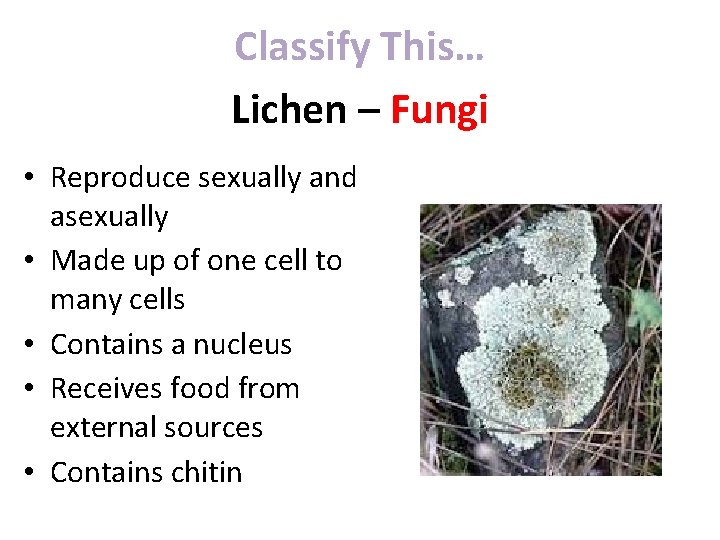 Classify This… Lichen – Fungi • Reproduce sexually and asexually • Made up of