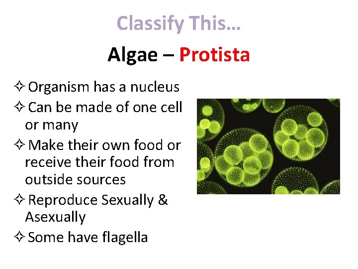 Classify This… Algae – Protista ✧Organism has a nucleus ✧Can be made of one