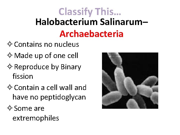 Classify This… Halobacterium Salinarum– Archaebacteria ✧Contains no nucleus ✧Made up of one cell ✧Reproduce